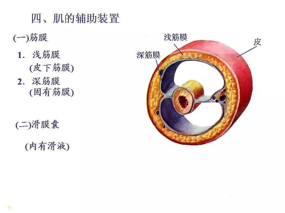 骨骼肌解剖图