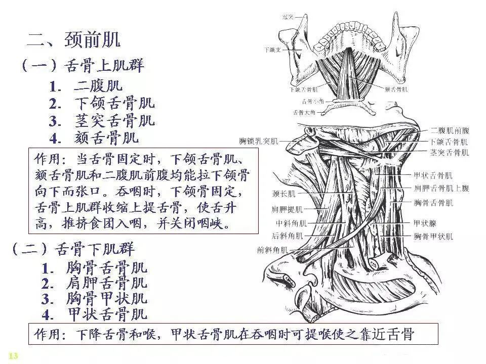 骨骼肌解剖图