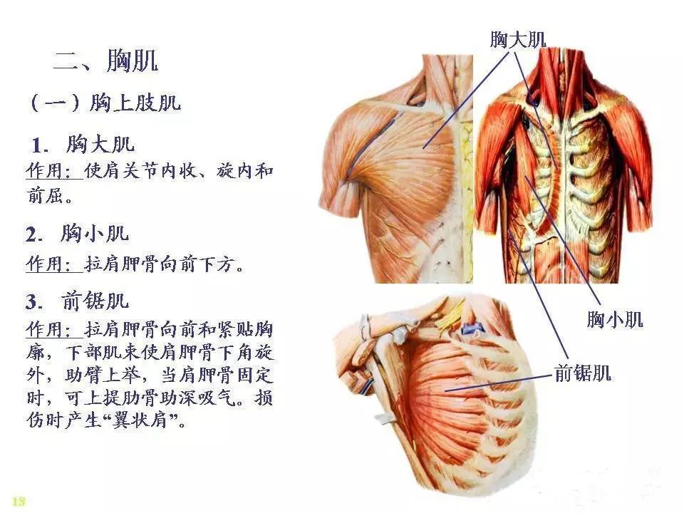 骨骼肌解剖图