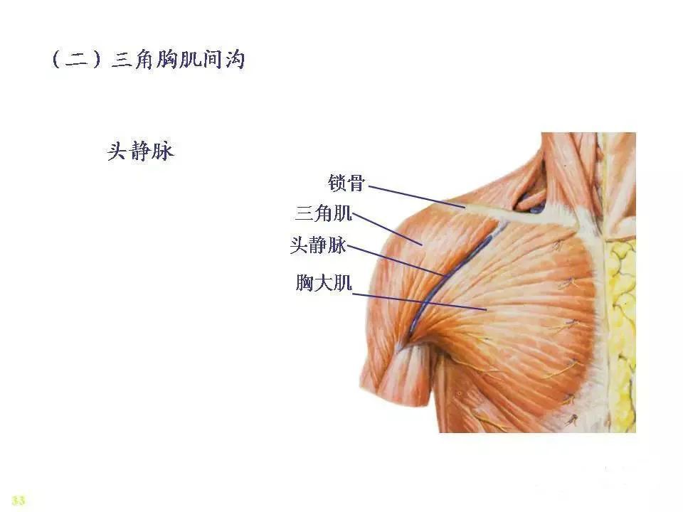 骨骼肌解剖图