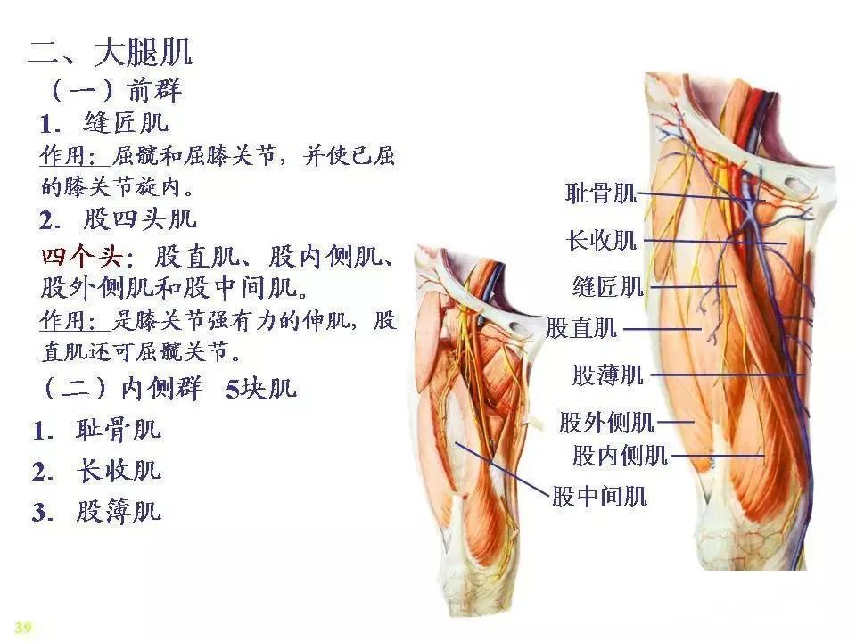 骨骼肌解剖图