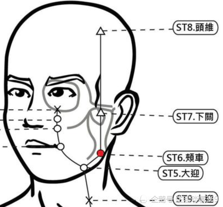 颊车穴位