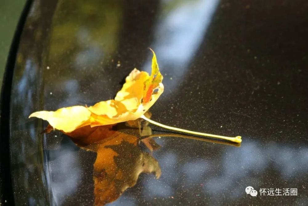 怀远文学:唐伏艳《雨滴》