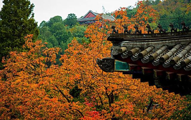 杨朔| 香山红叶