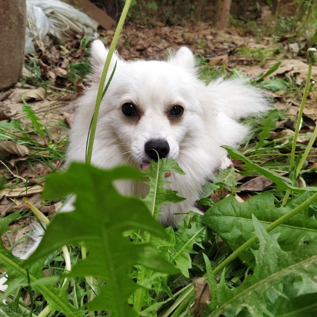 太原有一女子大花金钱买了一只纯白色的日本银狐犬(又称日本狐狸犬)