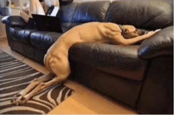 "没有想到狗趴在沙发上的姿势跟我们平时累瘫时的样子
