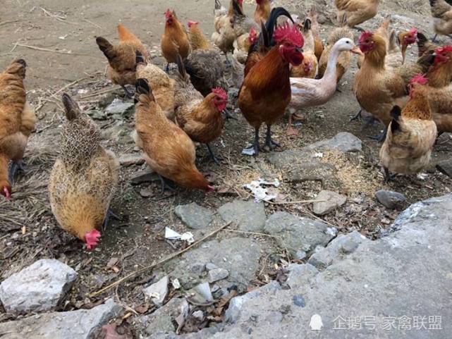 巧用头痛散可快速提高散养土鸡产蛋量成本几乎可以忽略不计