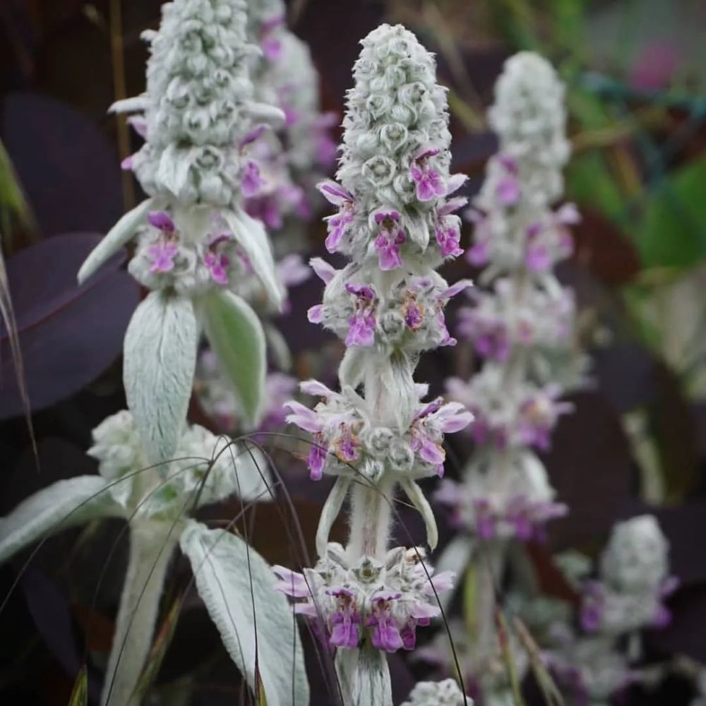 【蜜院-植物】7款冬季专属高级银灰调植物,让整个花