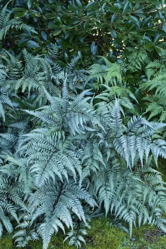 冬季专属丨高级银灰调植物推荐|银叶菊|尤加利|蓝冰柏|朝雾草