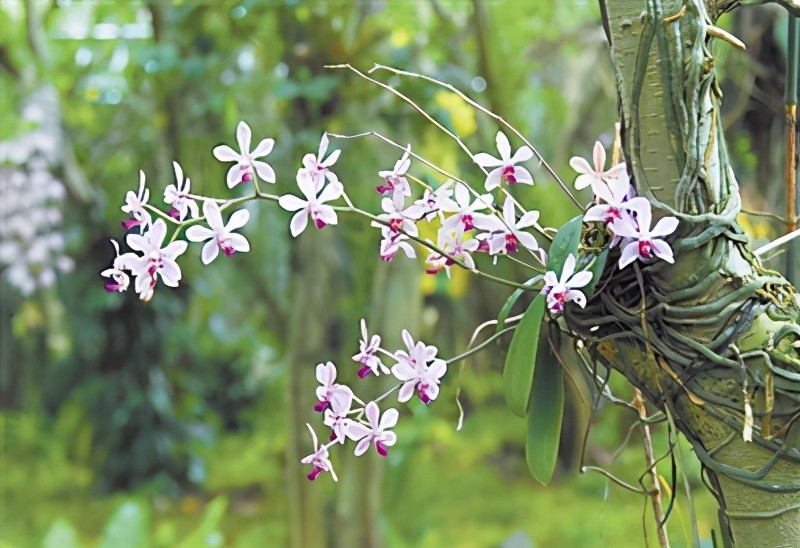 野生植物保护|保护兰科植物遗传多样性