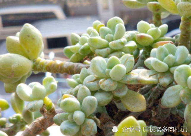多肉劳尔15℃可以淋雨吗?当然可以,这个温度它还长得很欢腾呢