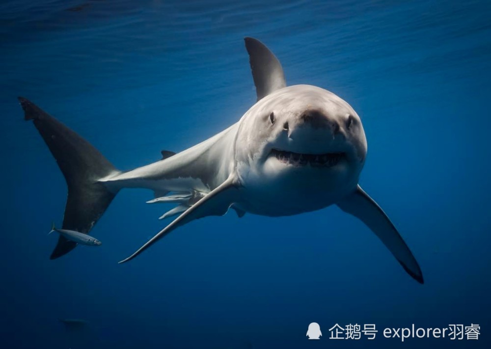 在墨西哥鲨鱼密度最高的海里追踪大白鲨,坐在能开动的