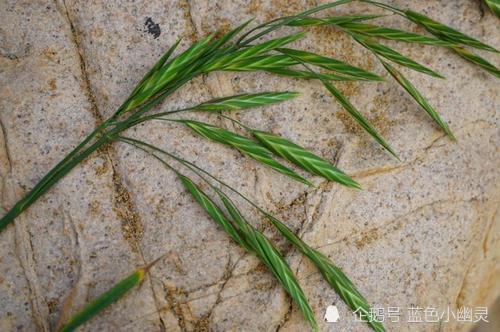 植物小百科—扁穗雀麦