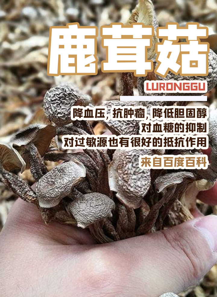 鹿茸菇羊肚菌鸡汤——预防感冒助消化,弱不禁风的你得补补自己
