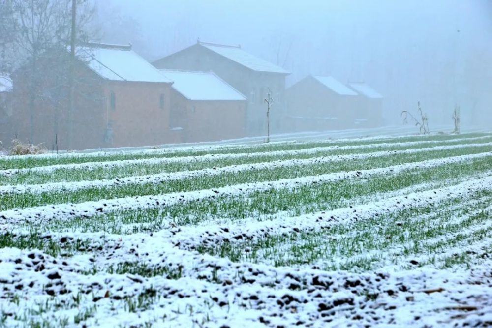 刚拍的济源下雪照片,美到爆了