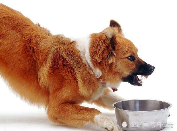 狗狗吃东西不让别人碰,这是护食的表现:你和狗的地位出现了问题
