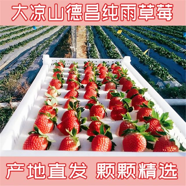 尝鲜|凉山德昌冬草莓 给你初恋的味道!