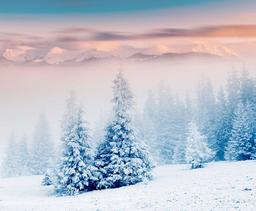 如此唯美的雪景,桌面壁纸不可少