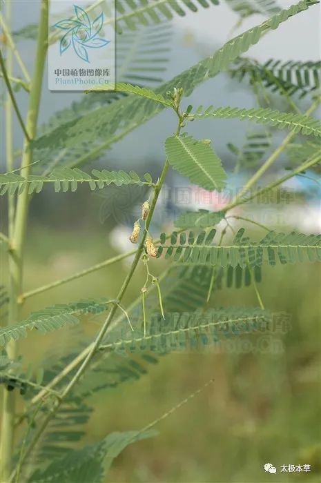 向天蜈蚣,见过吗?治尿道炎,小便尿血,毒蛇咬伤