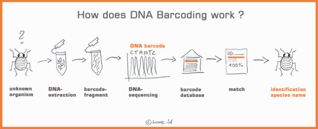 5:条码数据库比对;6:分析匹配度;7:确定物种)图片来源 dna barcoding