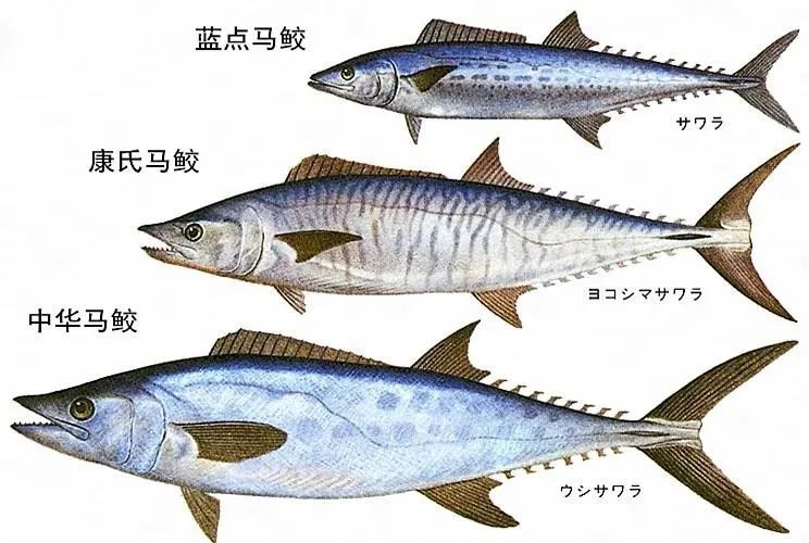 马鲛鱼是鲭科马鲛鱼属鱼类的统称,全球共有18种.