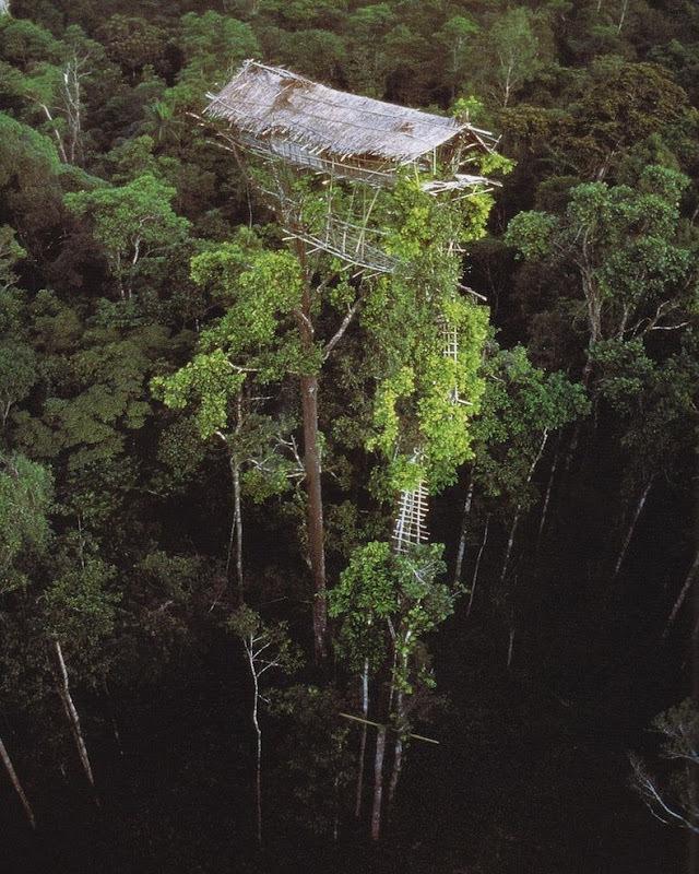 一群与世隔绝的树屋人房屋全建在树上最高可达50米