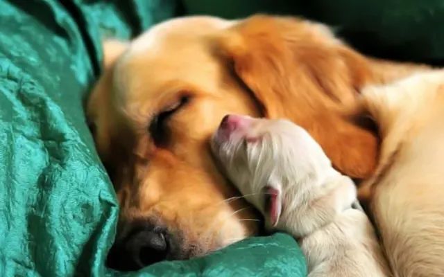 加加料的牛奶风衣母狗_牛奶图片卡通(3)