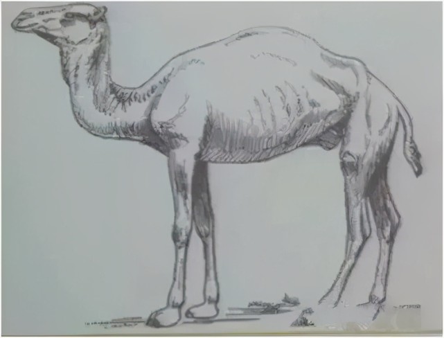 250万年前,有了美洲驼,羊驼和亚洲双峰驼,单峰驼,这时的骆驼 para