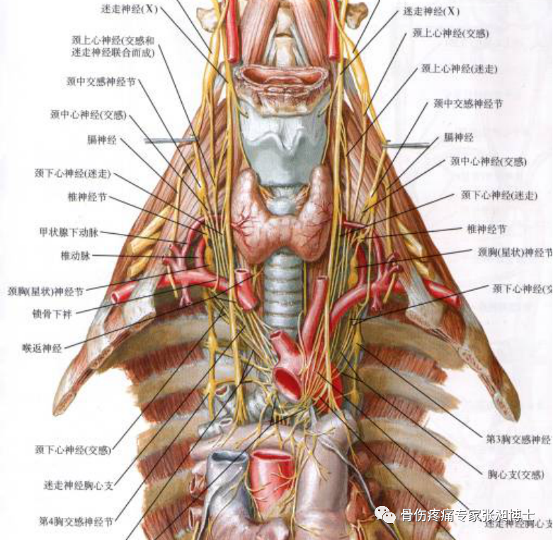 颈交感神经对供血的影响: 椎动脉的收缩功能受交感神经的支配.