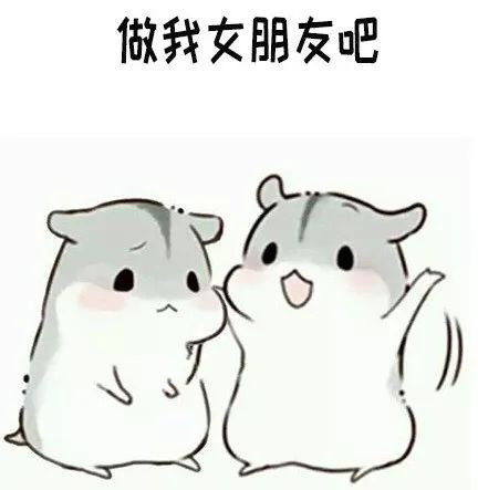 仓鼠表情包:做我女朋友吧