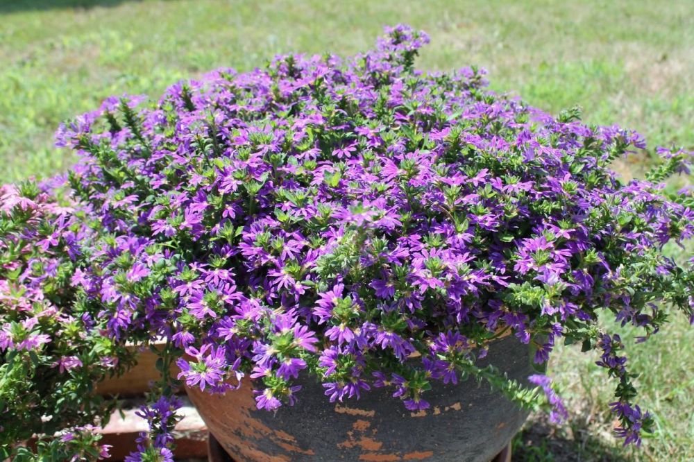 紫扇花无论是养成盆栽,或是布置在院子的石板路旁边,都是很不错的选择