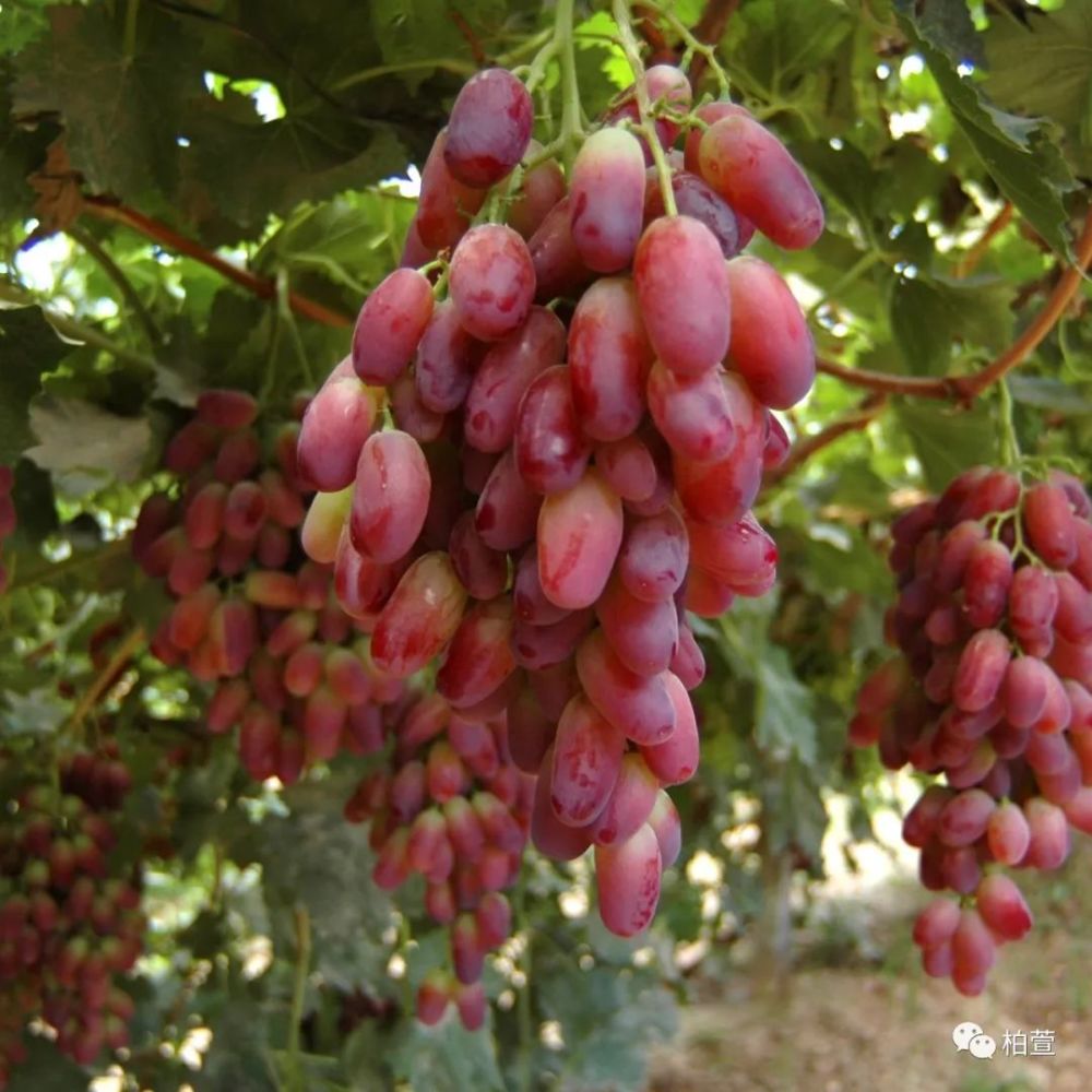 吐鲁番的葡萄熟了