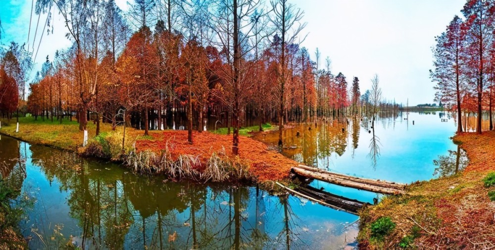 上海唯一的郊野湿地公园,有60多亩"魔幻水上森林",最适合12月观赏