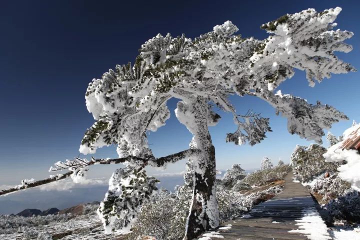 轿子山,中国纬度最低的季节性雪山,一入冬季就美的像一张画!