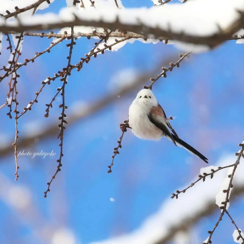 美了雪中鸟