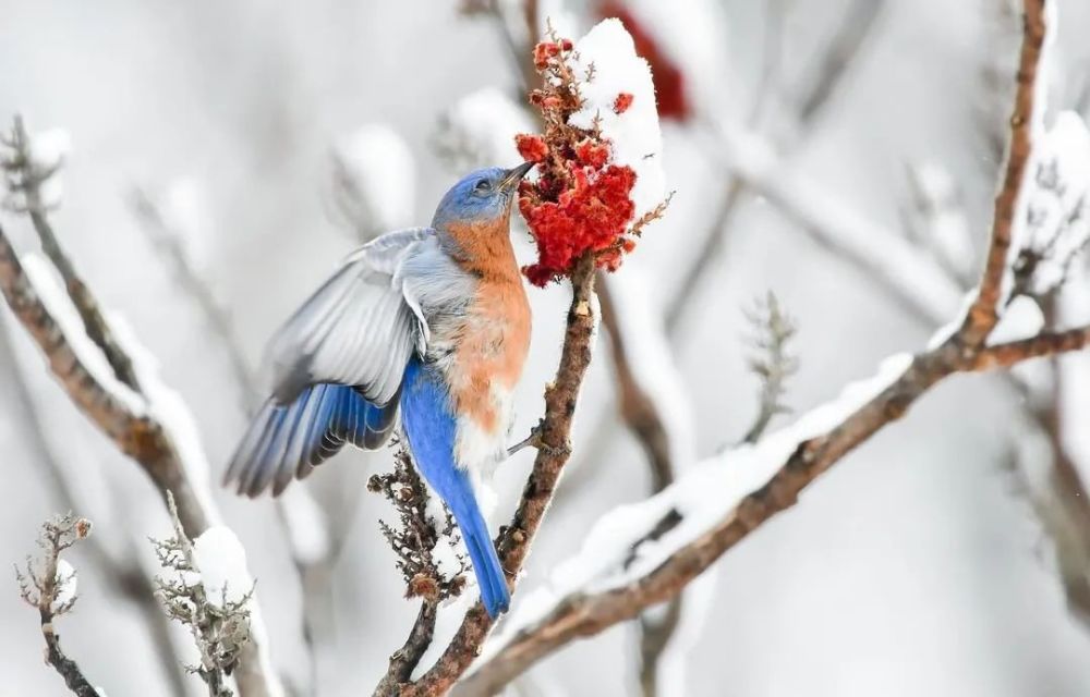 美了雪中鸟