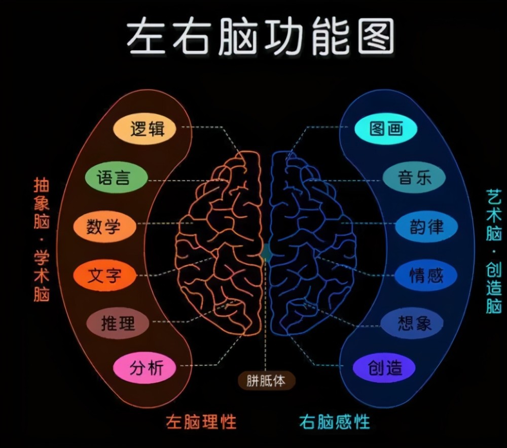 抓住大脑发育高峰期,左右脑一起开发会更好