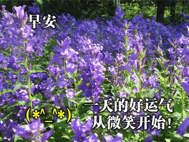 2021微信最新早上好问候语句 早安祝福语动态图片