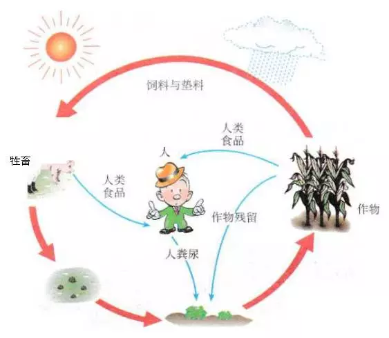 1 物质循环再生原理生态工程是人类学习自然生态系统"智慧"的结