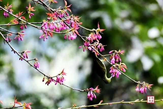 遮天蔽日;深涧幽谷,素练悬空;杜鹃花怒放,灿若云霞;猿啼鸟鸣,天籁倏