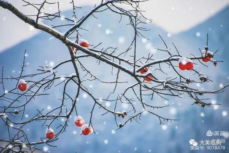 临朐的雪柿子你见过吗