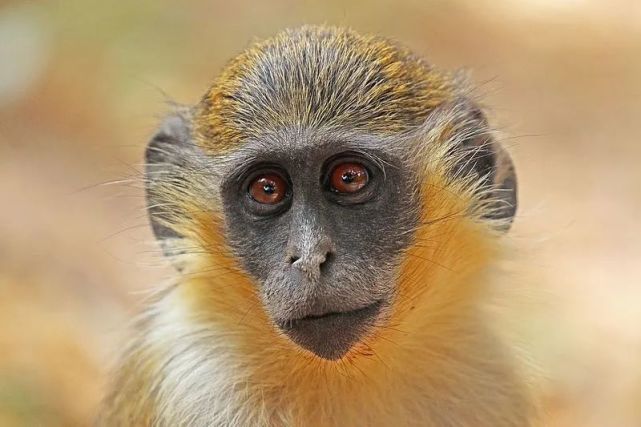 物种图册-绿猴|非洲_社会|monkey