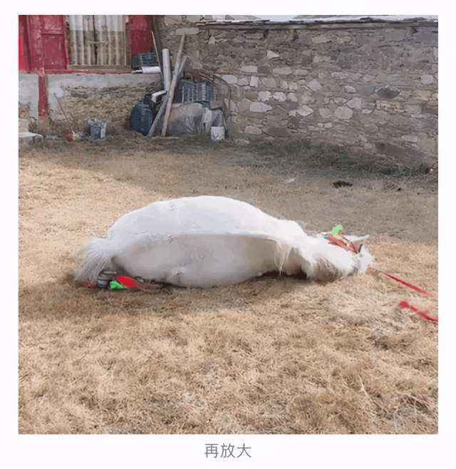 皆大欢喜!丁真喜提40万冠军马参加比赛,珍珠专心干饭当宠物