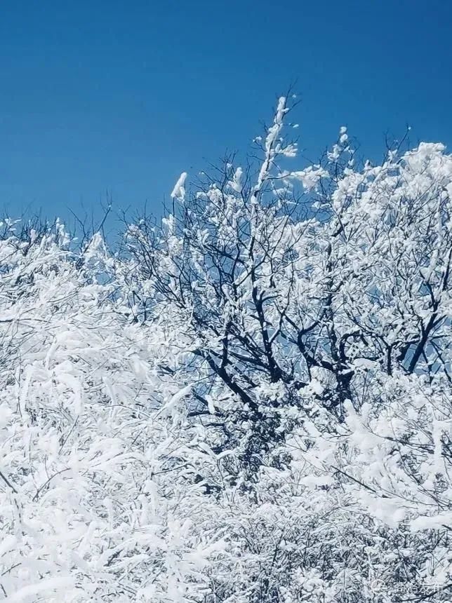 杨斜镇人口_人口普查(3)