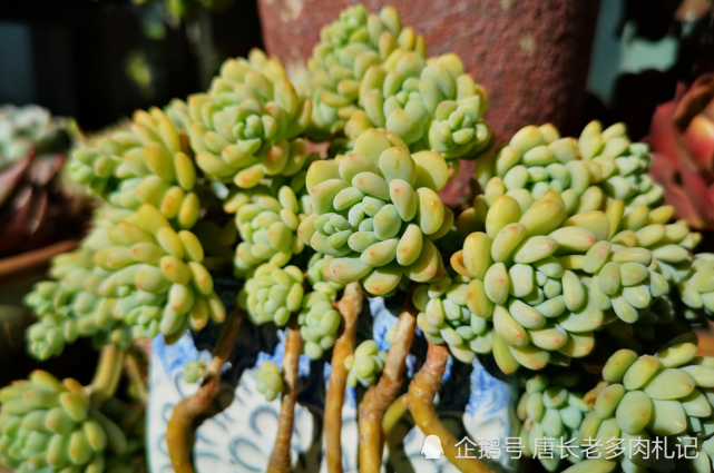 春萌老桩春萌是景天科景天属的多肉植物,为凝脂莲与松绿的园艺杂交