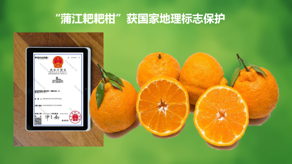2020年10月,"蒲江耙耙柑"成功注册地理标志证明商标,蒲江农产品公用