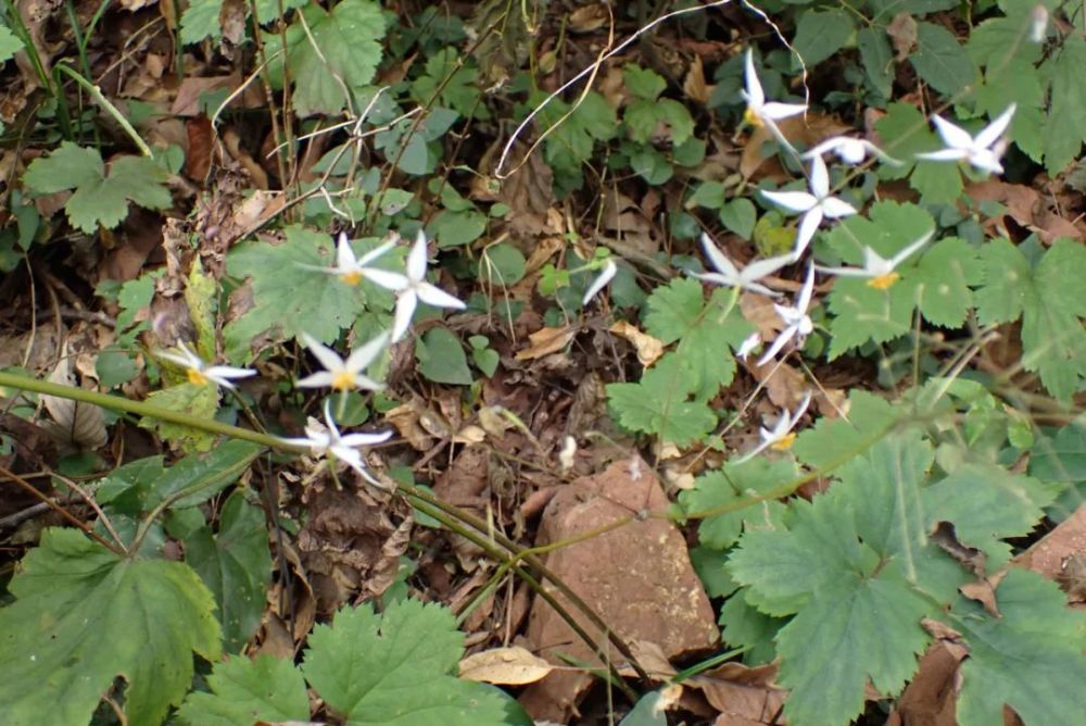 冬日龙泉山花果记