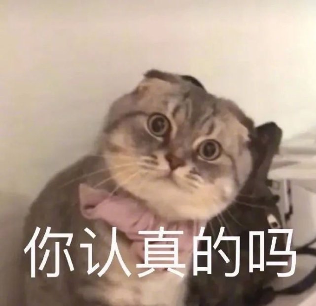 猫咪表情包|小猫咪也不知道它会掉毛,它只是想蹭你