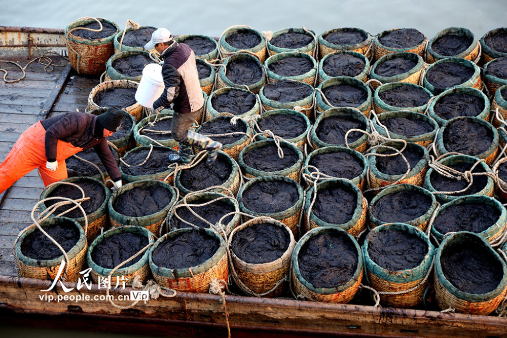 江苏连云港:沿海40多万亩头茬鲜紫菜开采