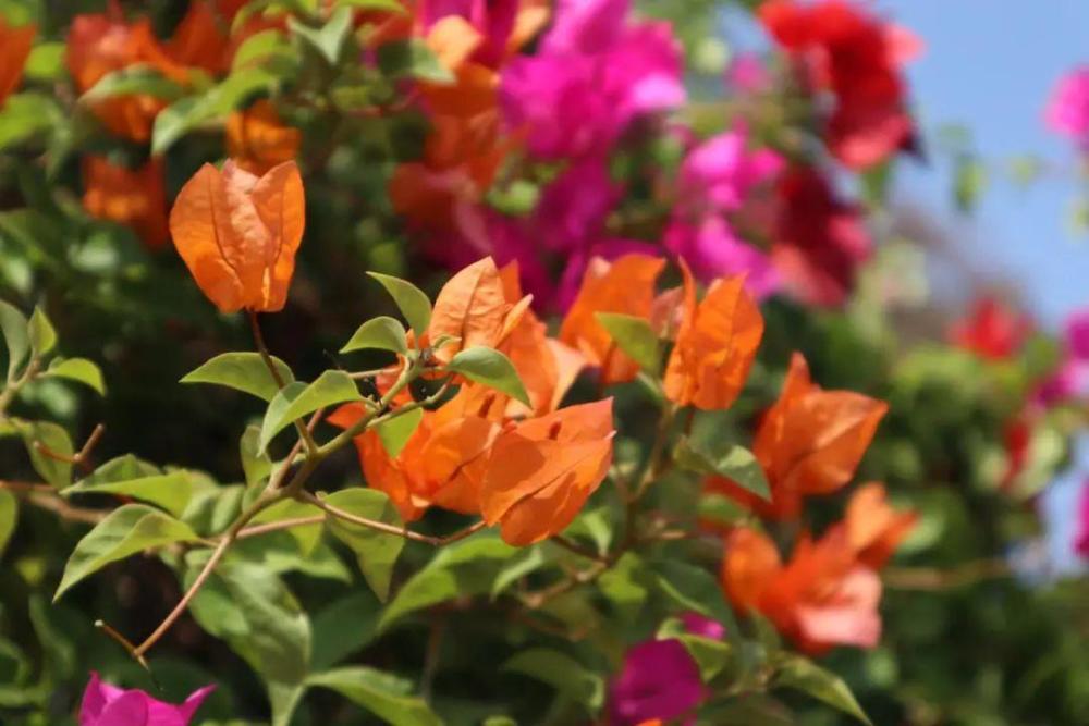 杭州市市花:桂花(同台州市,衢州市 福建省 福州市市花:茉莉 江西省